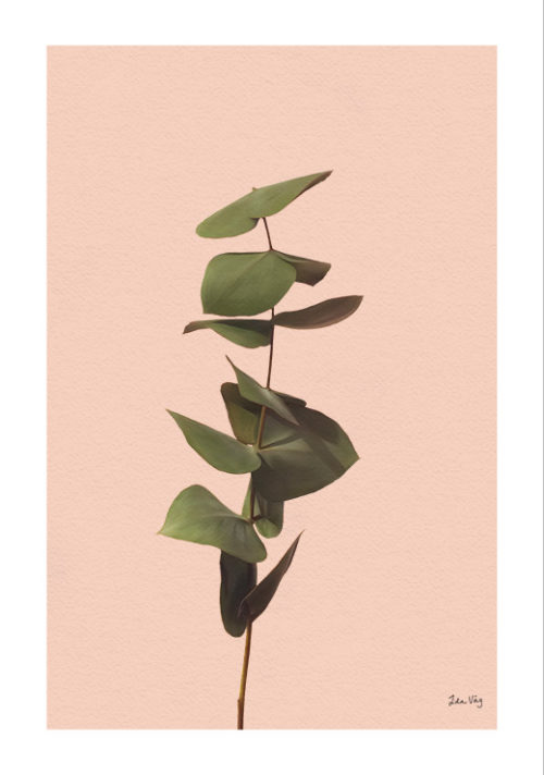 Eucalyptus - Ida Våg Eucalyptus - Ida Våg