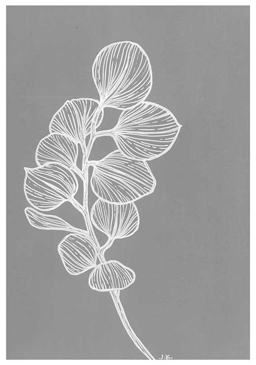 Silver Dollar Eucalyptus BW - Agave Designs Silver Dollar Eucalyptus BW - Agave Designs