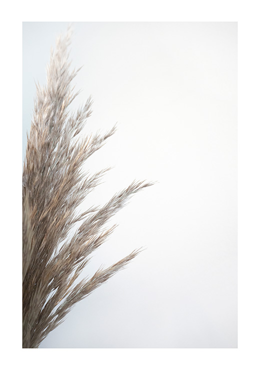 Beige Grass Beige Grass
