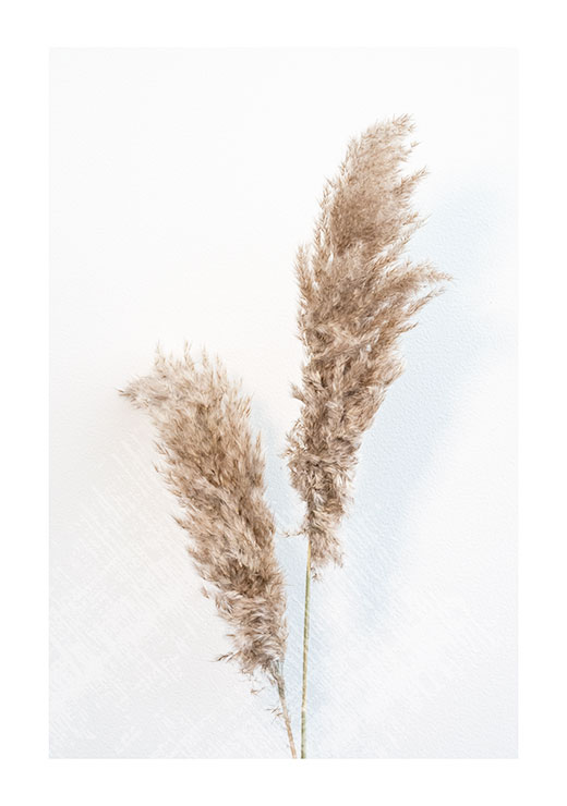 Pampas Twigs Pampas Twigs