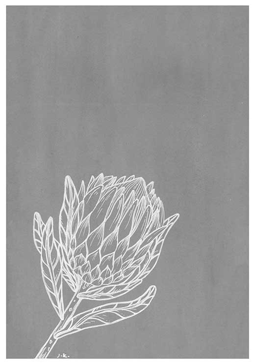 Protea BW - Agave Designs Protea BW - Agave Designs
