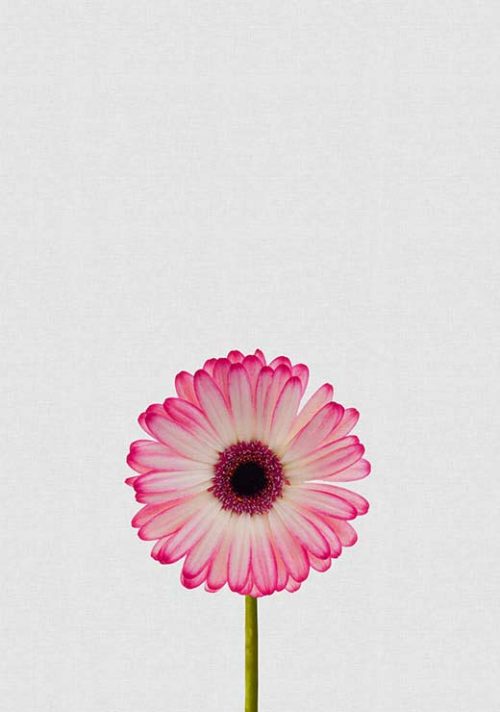 Daisy Still Life - Orara Studio Daisy Still Life - Orara Studio