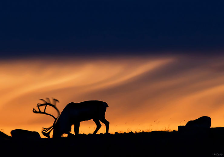 Reindeer in Silhouette - Anne Olsen-Ryum Reindeer in Silhouette - Anne Olsen-Ryum