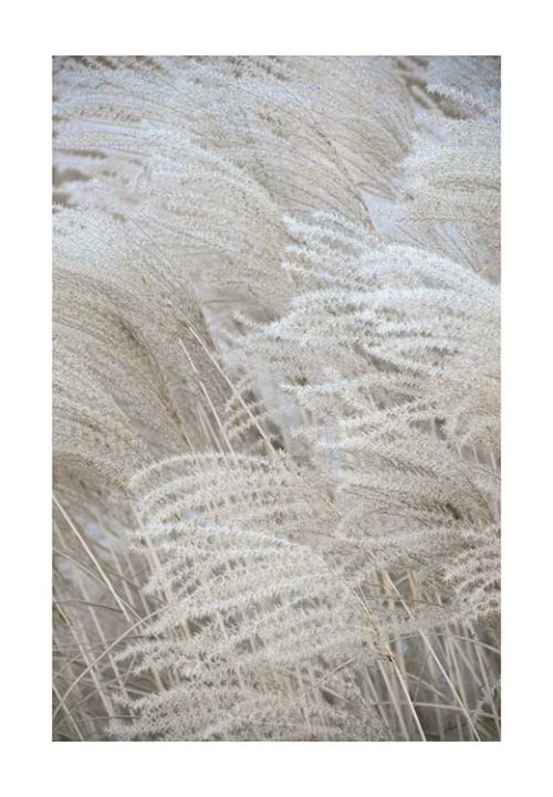 White Beige Boho DREAMS - Pampas - Studio Nahili White Beige Boho DREAMS - Pampas - Studio Nahili