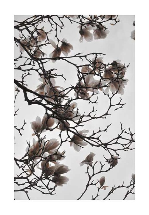 Beige Sand Magnolia DREAM - Studio Nahili Beige Sand Magnolia DREAM - Studio Nahili